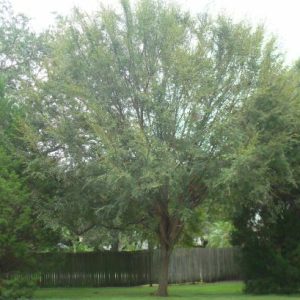 Winged Elm