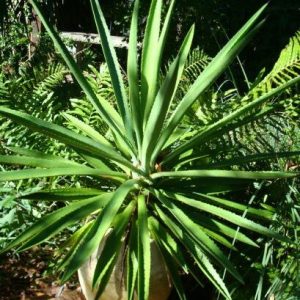 False Sisal Agave