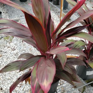 'Red Sisters' Ti Plant