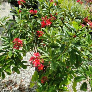 Jatropha