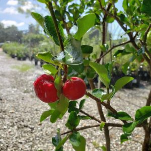 Barbados Cherry
