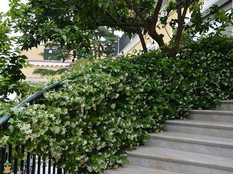 Non-Native Vines