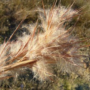 Chalky Bluestem