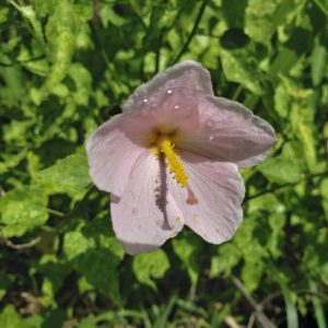 Saltmarsh Mallow