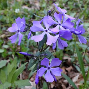 Woodland Phlox