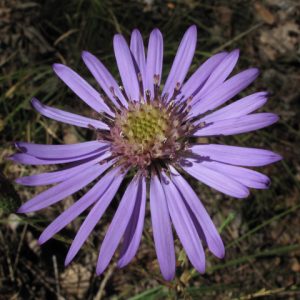 Georgia Aster