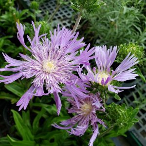 Stoke's Aster