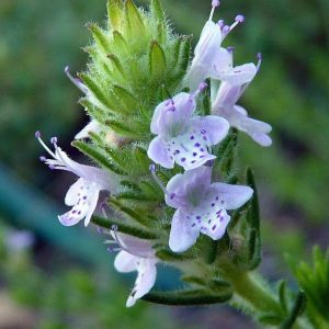 Florida Pennyroyal