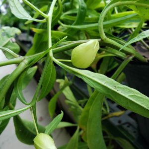 Walter's Ground Cherry