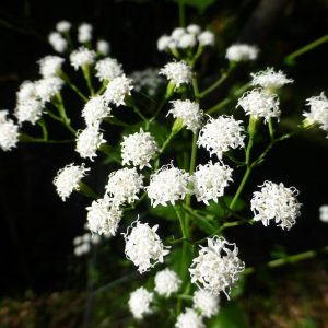 Hammock Snakeroot