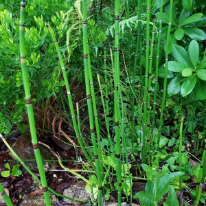 Horsetail Reed