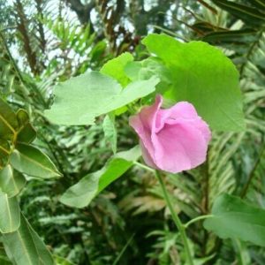 Sleeping Hibiscus