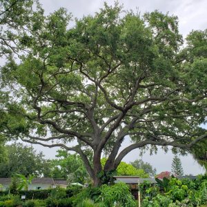Southern Live Oak