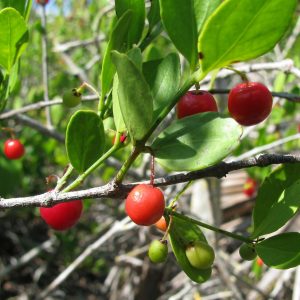 Maidenberry