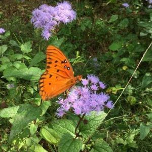 Common Mistflower