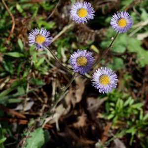 Oakleaf Fleabane