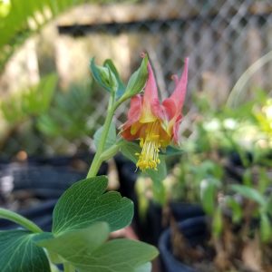 Wild Columbine