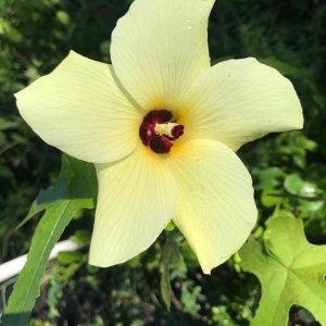 Pineland Hibiscus