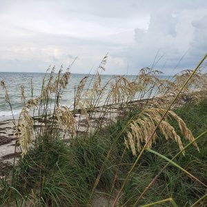 Sea Oats