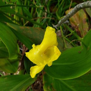 Yellow Canna Lily (Native)