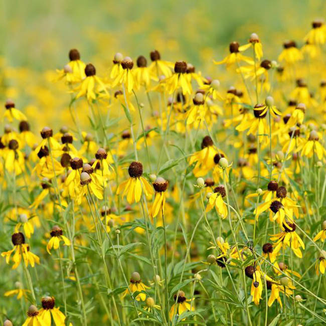 Yellow Coneflower
