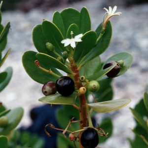 Inkberry Scaevola plumieri