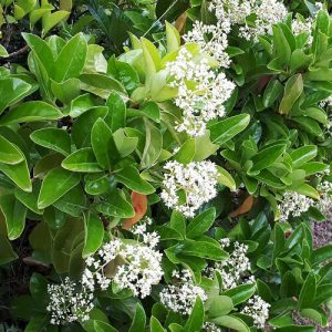 Sweet Viburnum