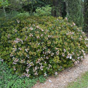 Indian Hawthorne