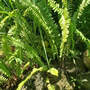 Florida Sword Fern Nephrolepis exaltata