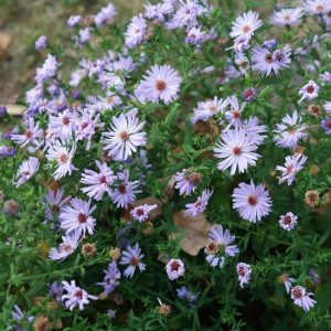 Rice Button Aster