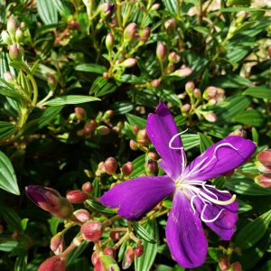 Dwarf Tibouchina 3g