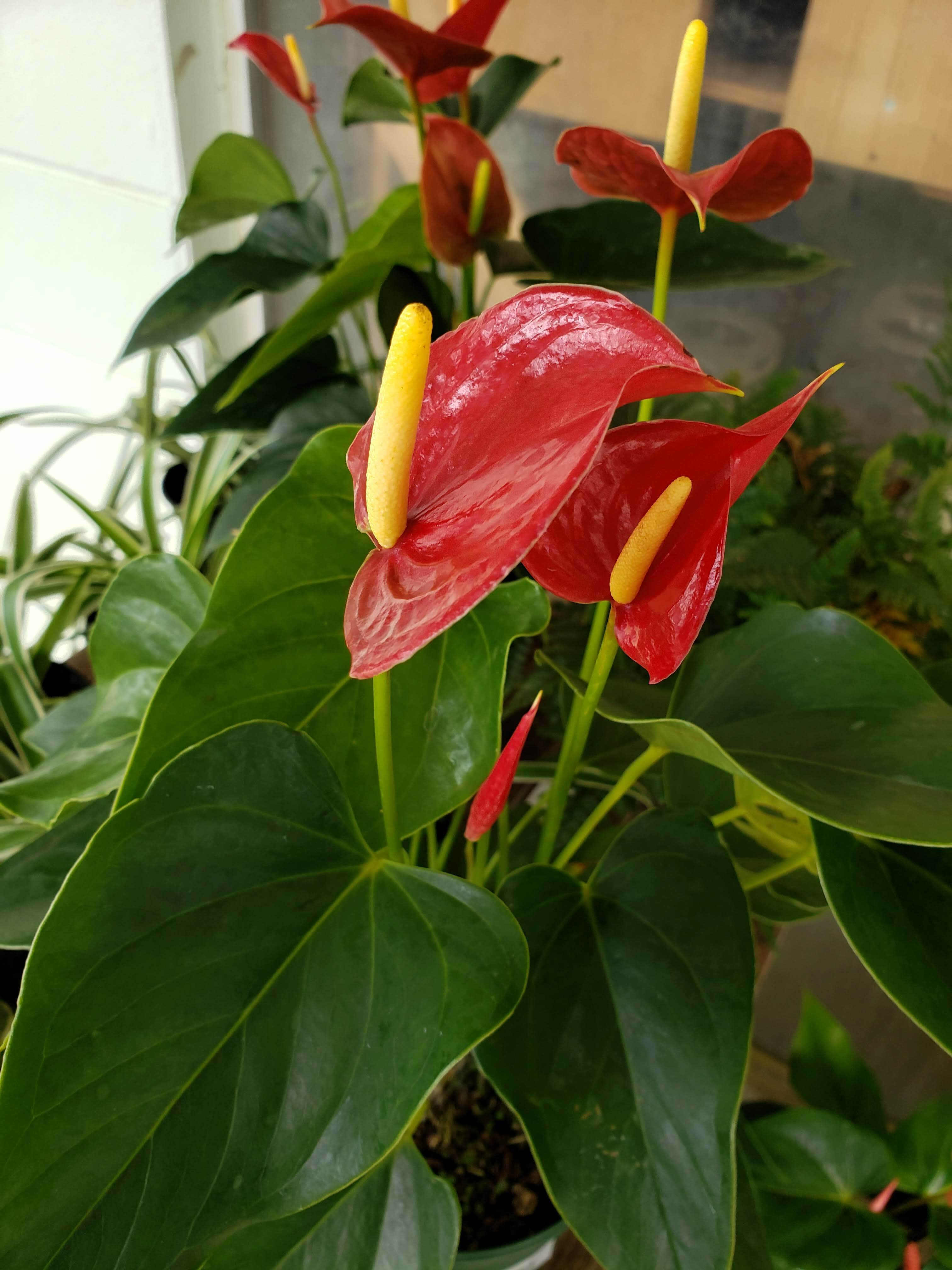 House Plants