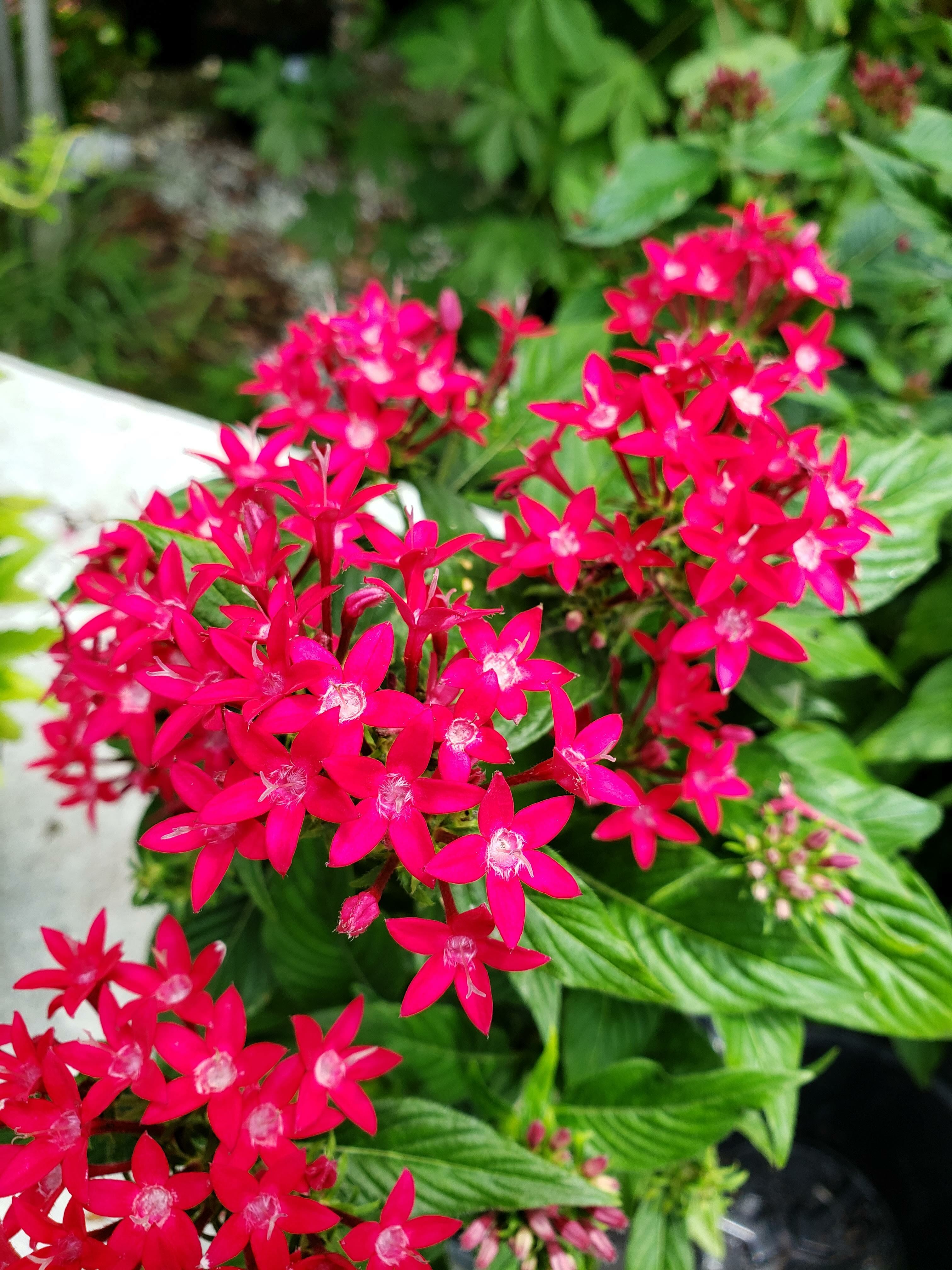 Non-Native Bedding Plants