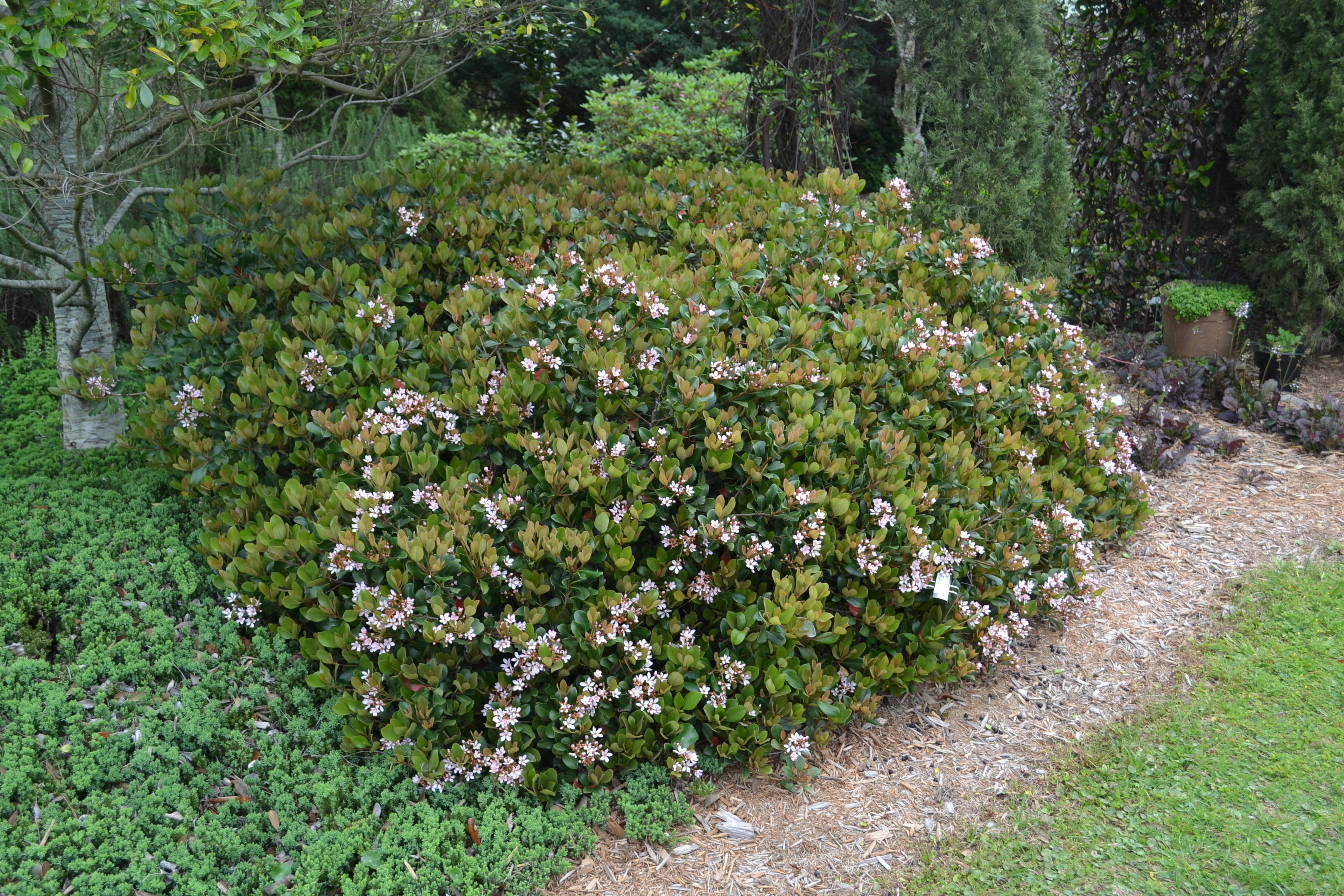 Non-Native Shrubs