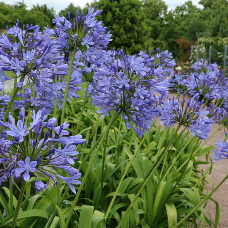 Non-Native Accent/Specimen Plants