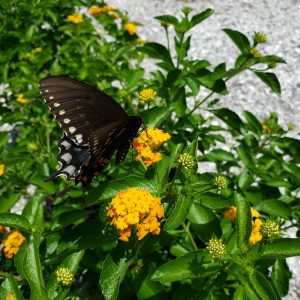 Pineland Lantana Var. floridana