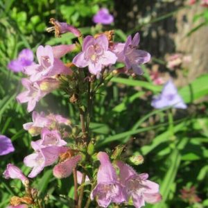 Eastern Smooth Beardtongue