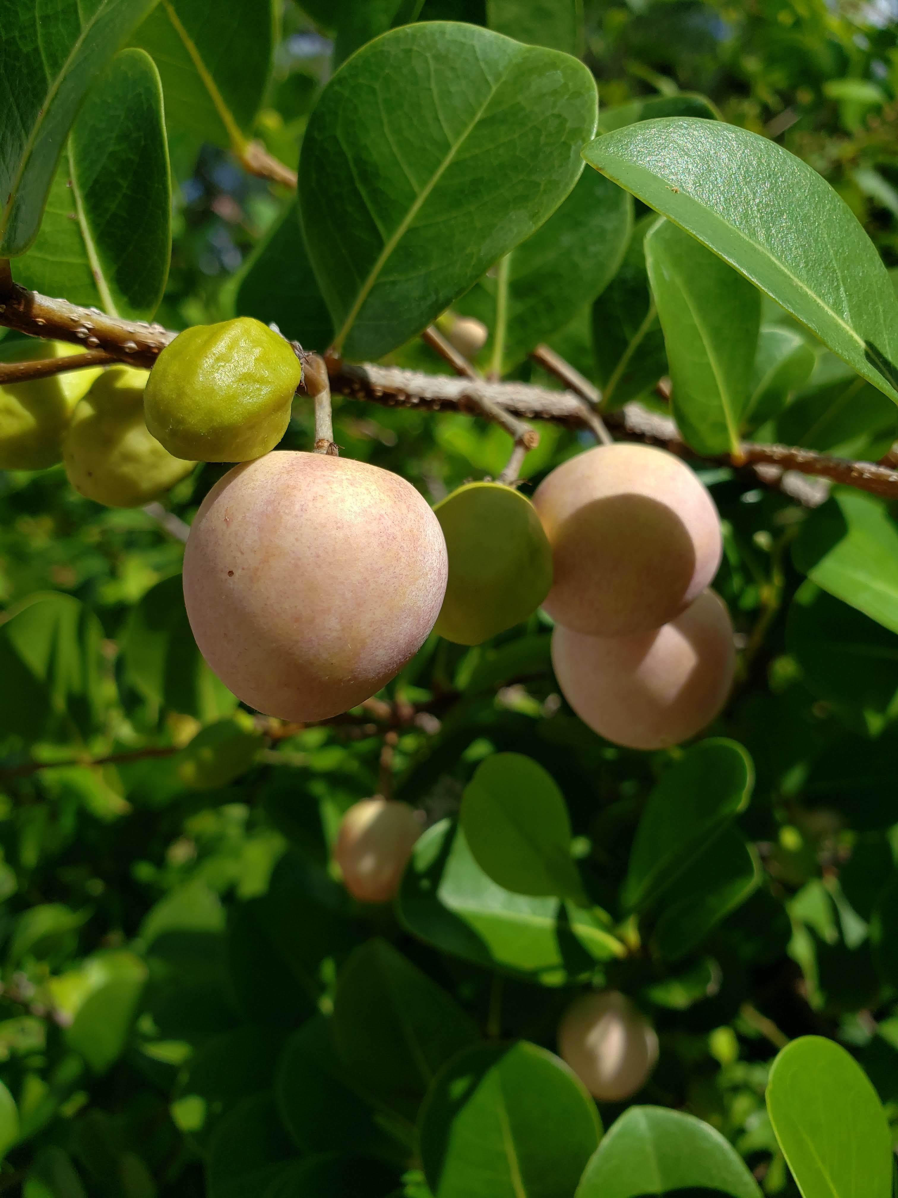 Native Fruits