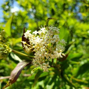 Swamp Dogwood