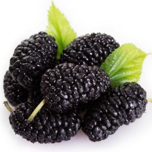 Black Mulberry