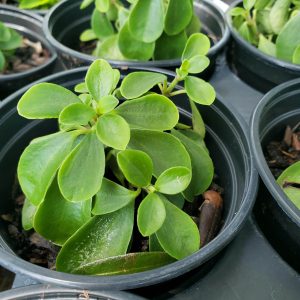 Fuzzy Peperomia