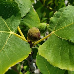 Edible Exotic Fig Trees