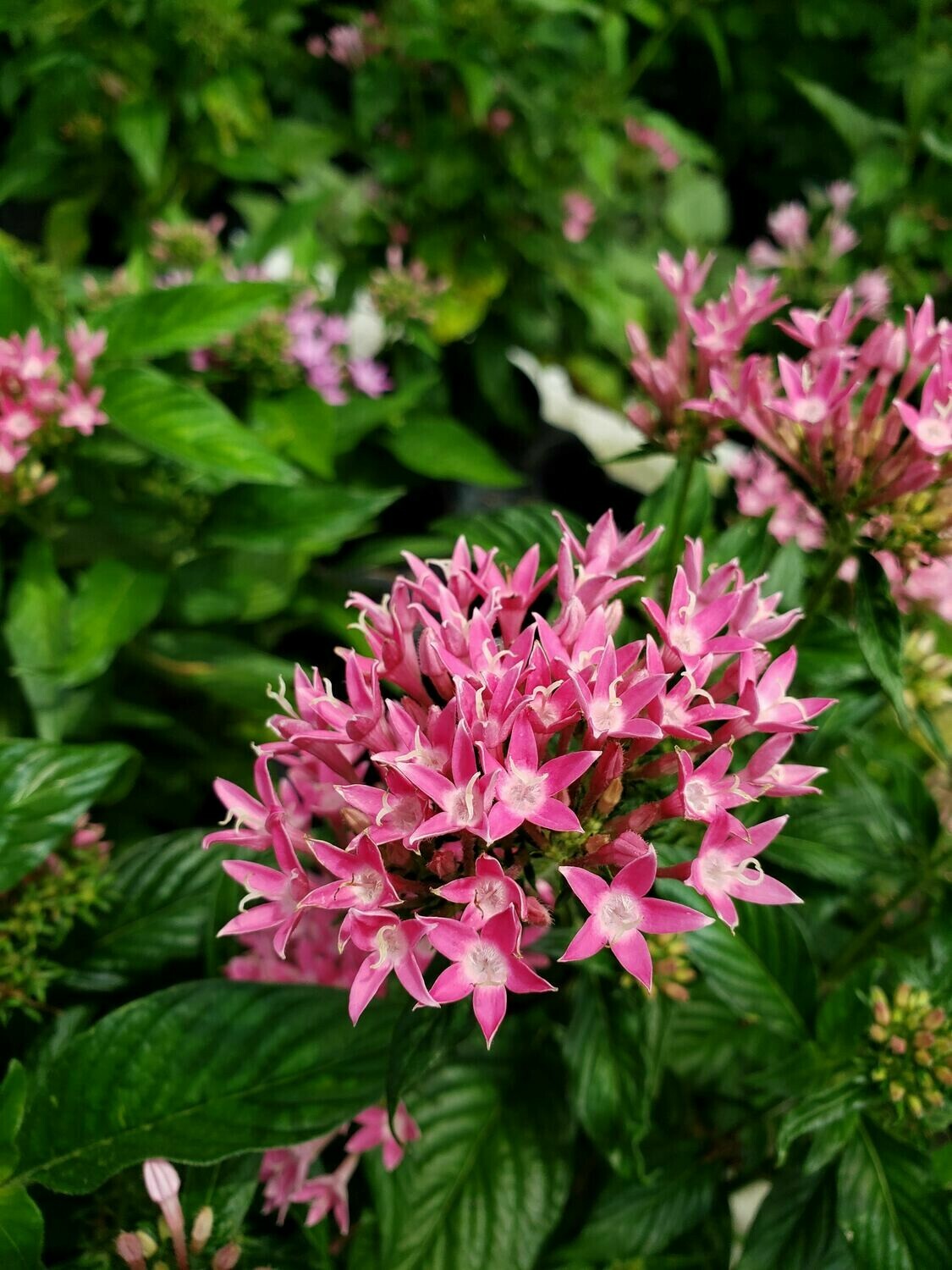 Perennials