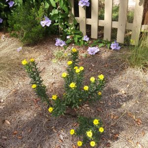 Golden Aster