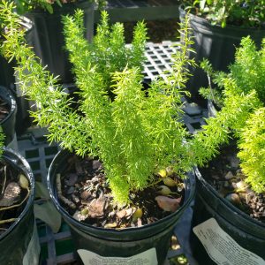Foxtail Fern