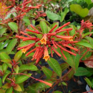 Firebush