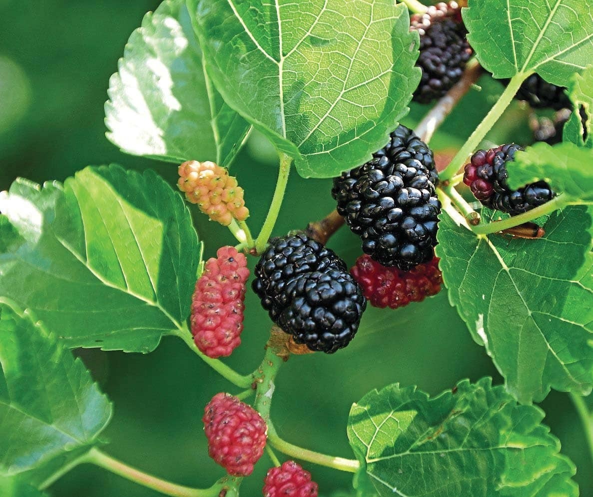 Fruits