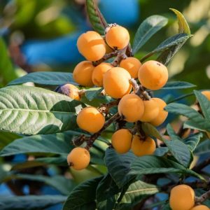 Loquat