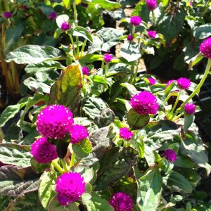 Ping Pong or Pinata Gomphrena