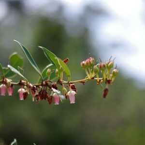Fetterbush